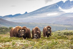 Die zwei Berühmtheiten des Dovrefjell