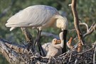 IM NEST (3) - Fütterung der Löffler-Babys