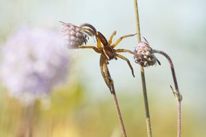 Gerandete Jagdspinne