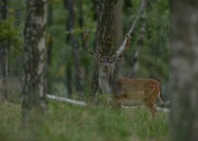 Damhirsch im dichten Birkenbestand