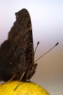 Verschlafenes Tagpfauenauge