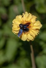 Die große blaue Holzbiene (Xylocopa violacea)