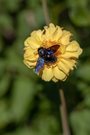 Die große blaue Holzbiene (Xylocopa violacea)