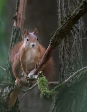 Neugieriges Eichhörnchen