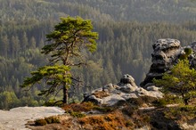 Baum auf dem Prebischtor