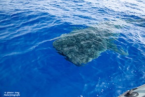 Walhai vor Madeira