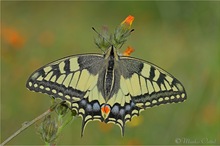 Schwalbenschwanz (Papilio machaon)