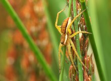 Noch kleine Gerandete Jagdspinne...