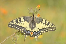 Schwalbenschwanz (Papilio machaon)