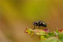 Goldfliege (Lucilia sericata)