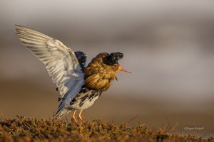 Kampfläufer