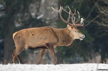 Winterhirsch