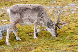 Spitzbergen Rentier