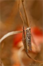 Feldgrashüpfer (Chorthippus apricarius)