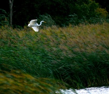 "Sturmvogel"