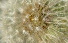 Pusteblume