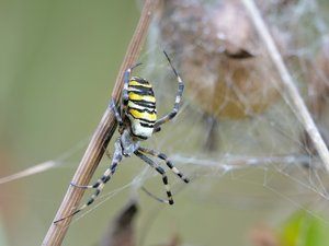 Wespenspinne mit Kokon