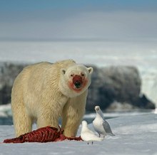 Eisbär