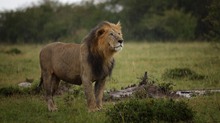 Lion in the rain