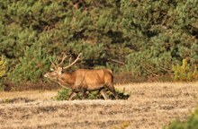 Hirschbrunft 2018