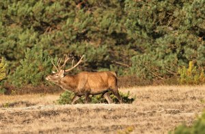 Hirschbrunft 2018