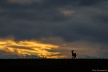 Rehwild im Sonnenuntergang