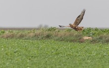 Adlerbussard