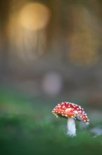 Amanita muscaria