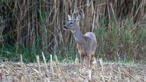 Rehbock im Maisacker