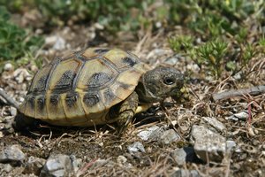 Jungtier der Griechischen Landschildkröte