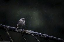 "There is a rain falling only on me"