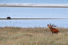 Der Hirsch und das Wildschwein