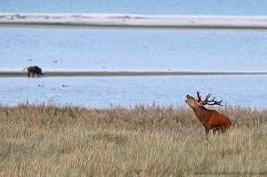 Der Hirsch und das Wildschwein