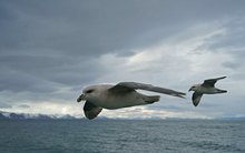 Eissturmvögel
