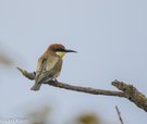 Bienenfresser juvenil