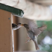 Haussperlingsweibchen füttert am Nistkasten