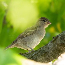 Ein weiterer Spatz