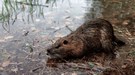 Nutria