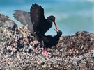 Black Oystercatcher (Klippen-Austernfischer) in einem zärtlichen Moment