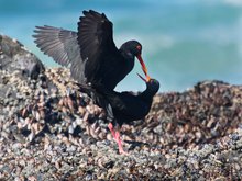 Black Oystercatcher (Klippen-Austernfischer) in einem zärtlichen Moment