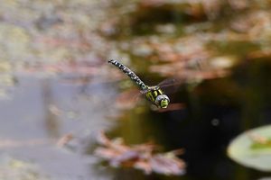 Libellen im Flug...