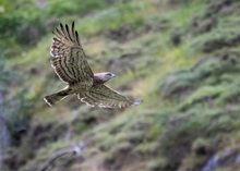 Schlangenadler in der Abenddämmerung