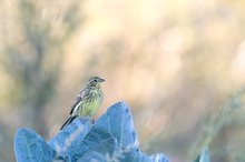 Goldammer (Emberiza citrinella) an Filderkrautkopf