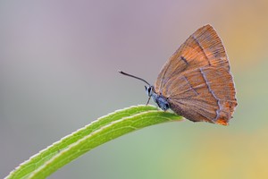 ein Nierenfleck Zipfelfalter