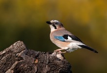 Eichelhäher im Herbst