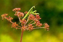 Mantis religiosa