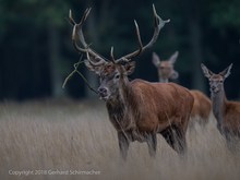 Platzhirsch