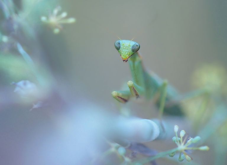 Blaue Stunde mit Mantis