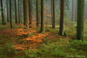 Novemberwald