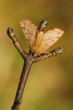 Federfühler-Herbstspanner